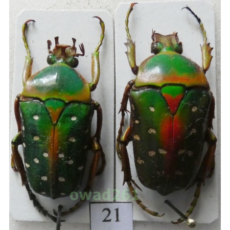 Stephanorrhina guttata (Olivier, 1789) pair C.A.R. +25mm21